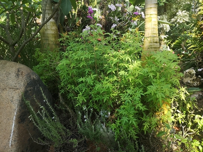 7芳香万寿菊--菊科万寿菊属 (4).jpg