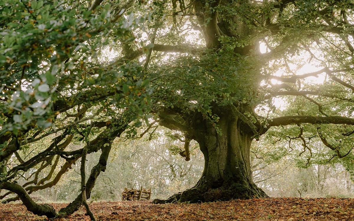 纽特花园 (4).jpg 纽特花园 (4).jpg