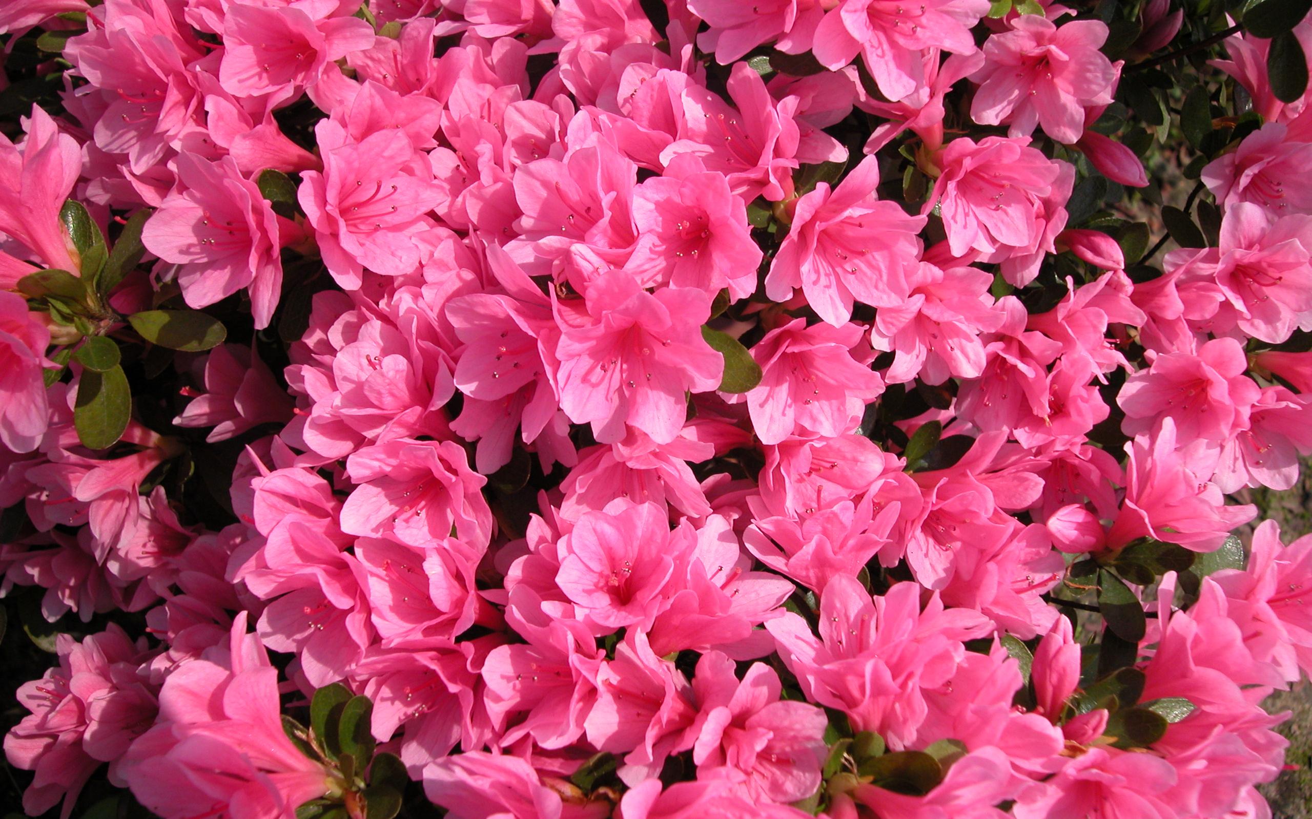 杜鹃花品种很多,花期早晚不同,其中开花较早的一类品种,也就是在江南