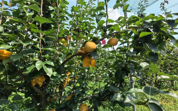 梨品种‘沪福’申报我市林木良种4.jpg 梨品种‘沪福’申报我市林木良种4.jpg