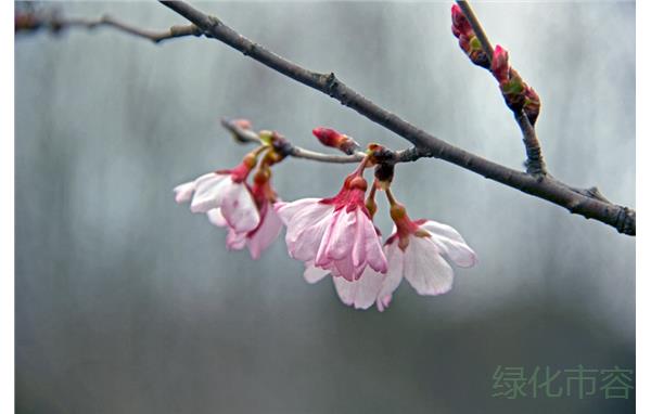 小彼岸樱 (1).jpg 小彼岸樱 (1).jpg