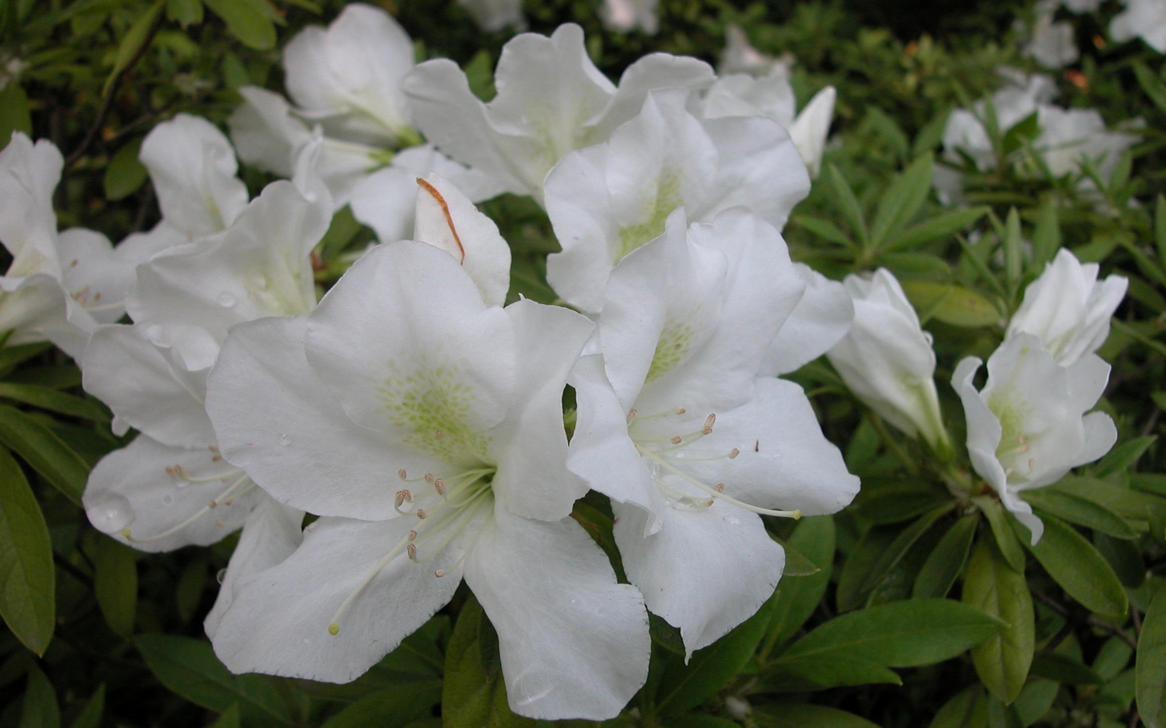 杜鹃花品种很多,花期早晚不同,其中开花较早的一类品种,也就是在江南