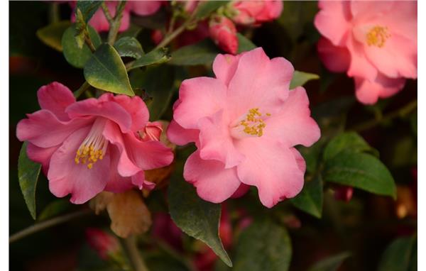 上海植物園為束花茶花做媒 選育耐熱新品種