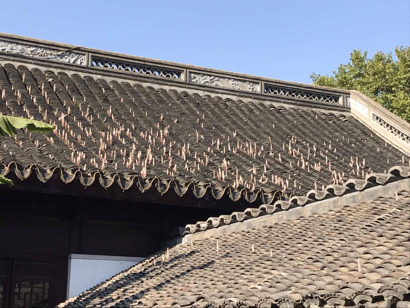 古猗园古旧青瓦之上奏起瓦颂