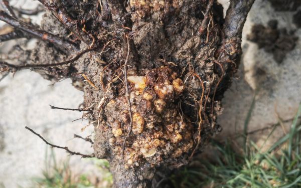 IMG_20260513_102005.jpg IMG_20260513_102005.jpg