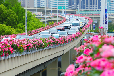 延安东路立交高架沿口摆花.jpg