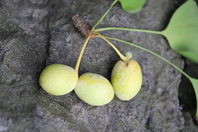 银杏（种子）（4）.jpg