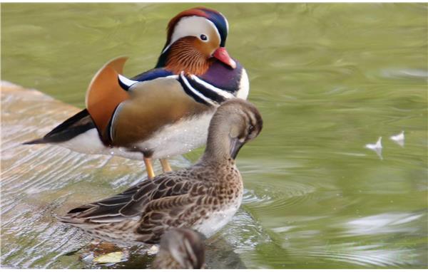百枚鸳鸯卵待出壳 上海动物园繁殖场鸳鸯享受"桃园"生活