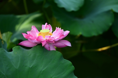 DSC_3771.jpg DSC_3771.jpg