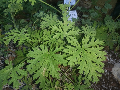 5芳香天竺葵--驱蚊草--牦牛儿苗科天竺葵属 (1).jpg