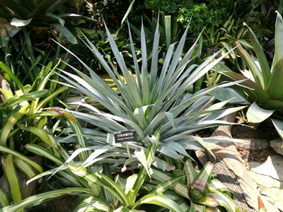 2香花丝瓣凤梨--凤梨科丝瓣凤梨属Alcantarea odorata (2).jpg