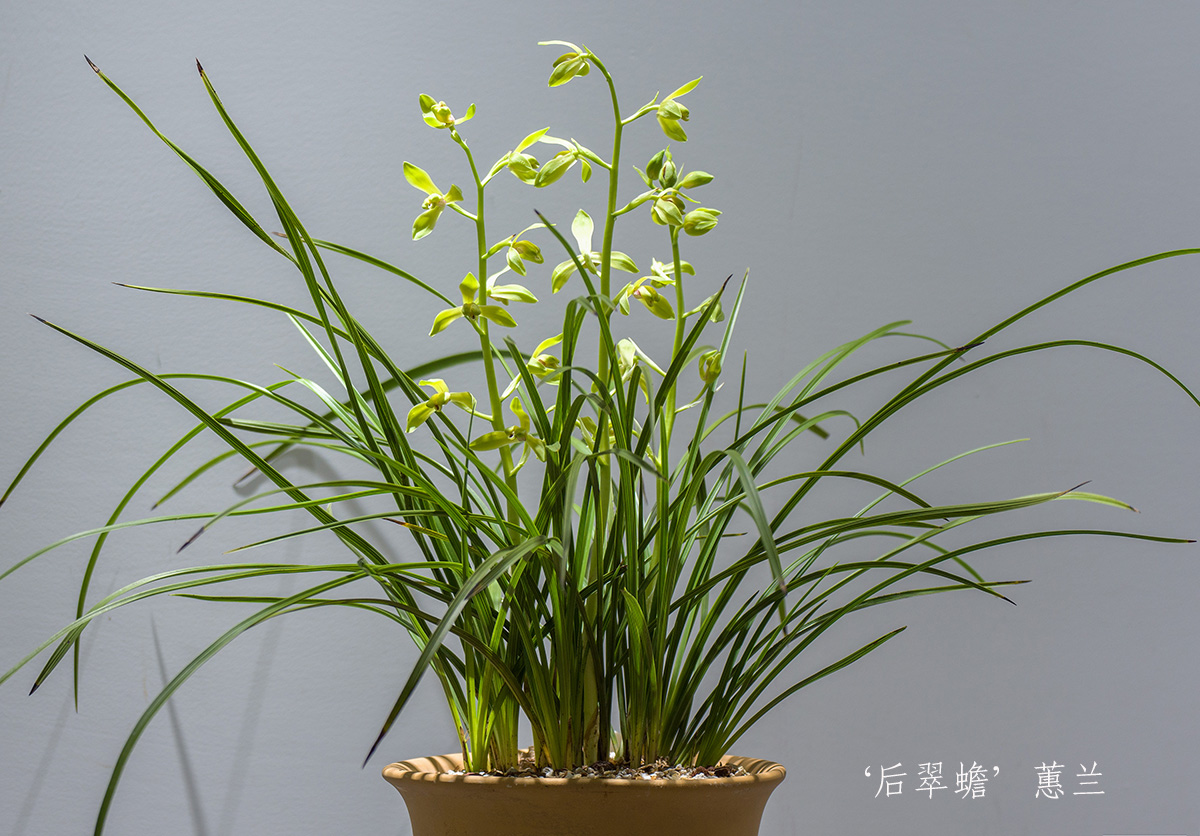 蕙兰‘后翠蟾’ (6).jpg