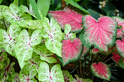 8五彩芋--天南星科五彩芋属 (10).jpg