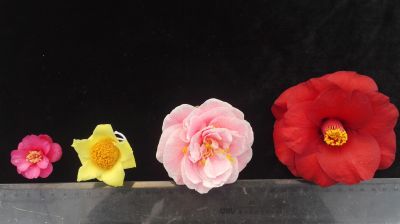 花径大小.jpg 花径大小.jpg