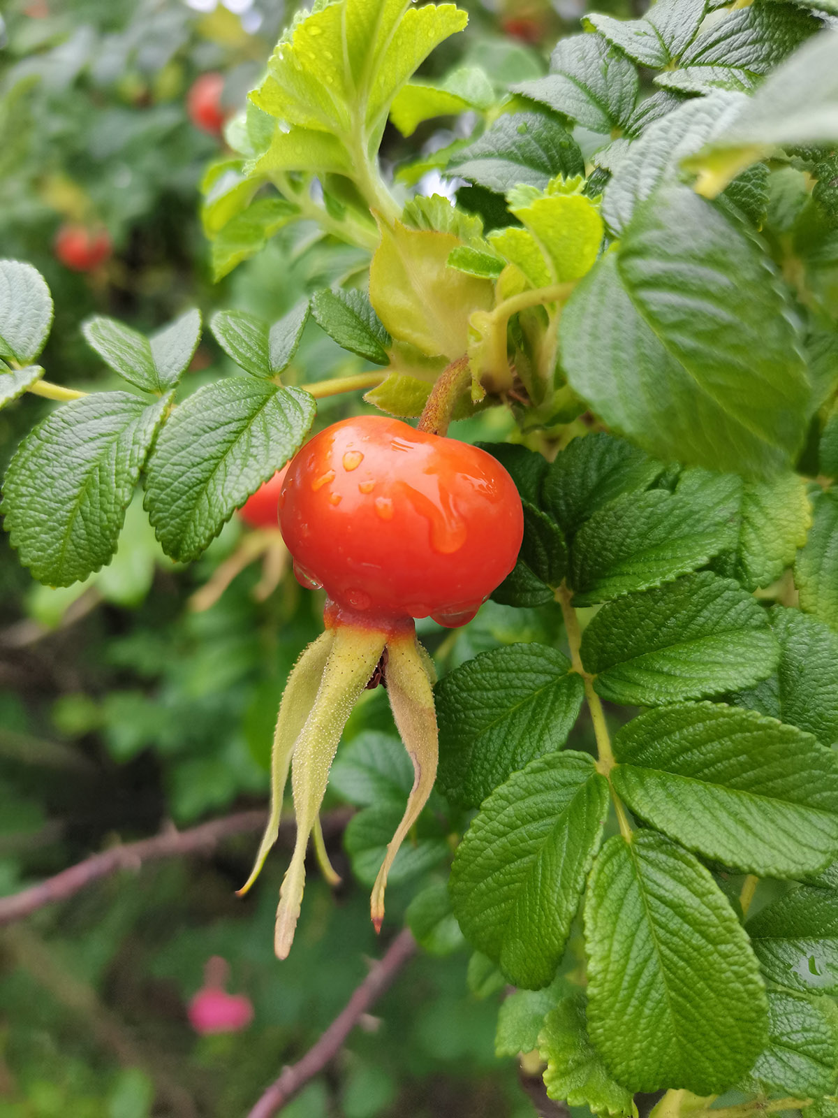 大都不同程度受到损伤,但是玫瑰的果实却鲜艳夺目,甚少受到黑斑病的