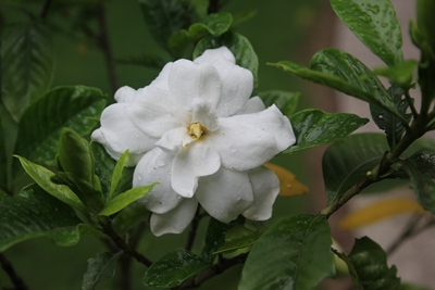 图4 栀子花‘白蟾’.jpg