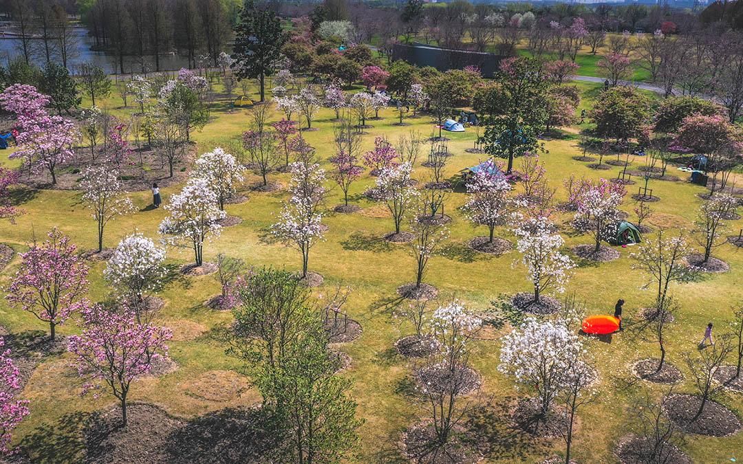 暖风催玉兰辰山植物园木兰园进入最佳观赏期