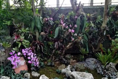 1领带兰 (4).jpg 1领带兰 (4).jpg