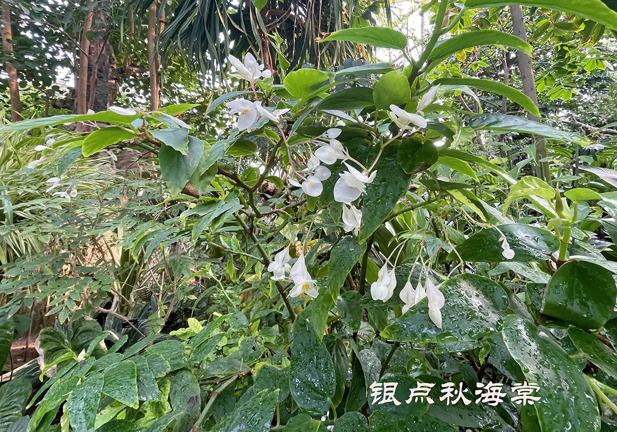 银点.jpg