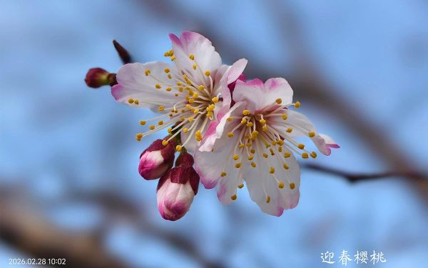 迎春樱桃.jpg