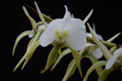 3象牙彗星兰 Angraecum eburneum--兰科彗星兰属 (9).jpg