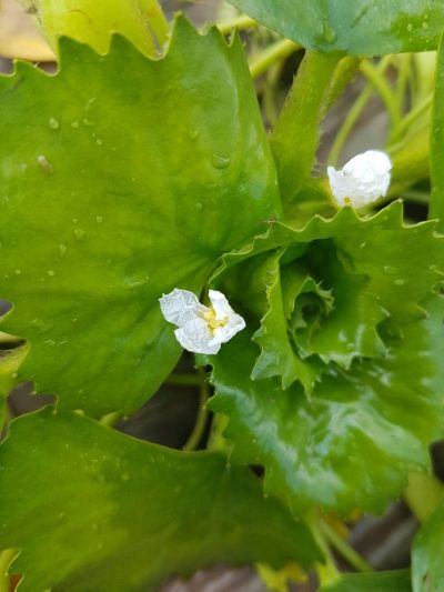 菱角 植物.jpg