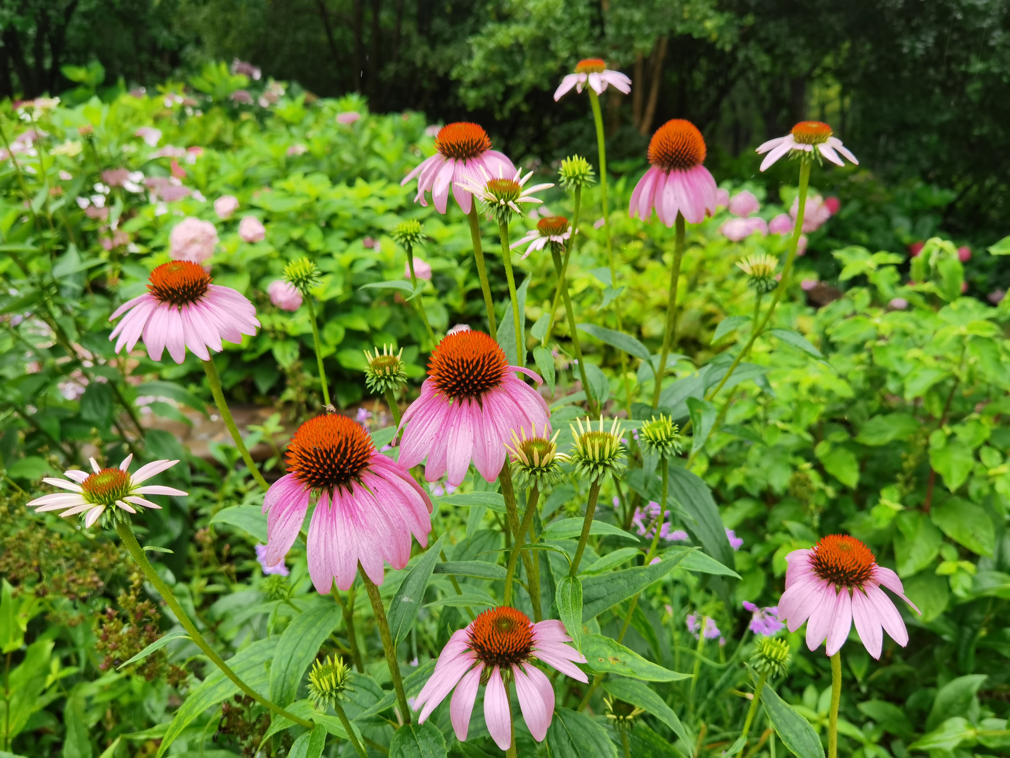 仲夏花香松果菊 招蜂引蝶紫锥花