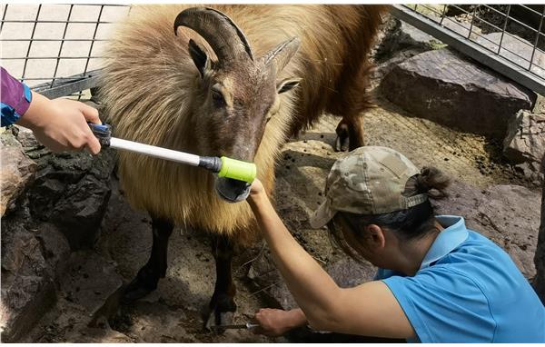 今年上半年,上海动物园食草队开始对塔尔羊进行了行为定点训练,就是让