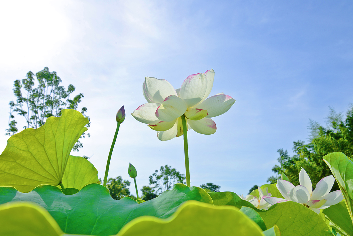 ‘单洒锦’ 2.jpg