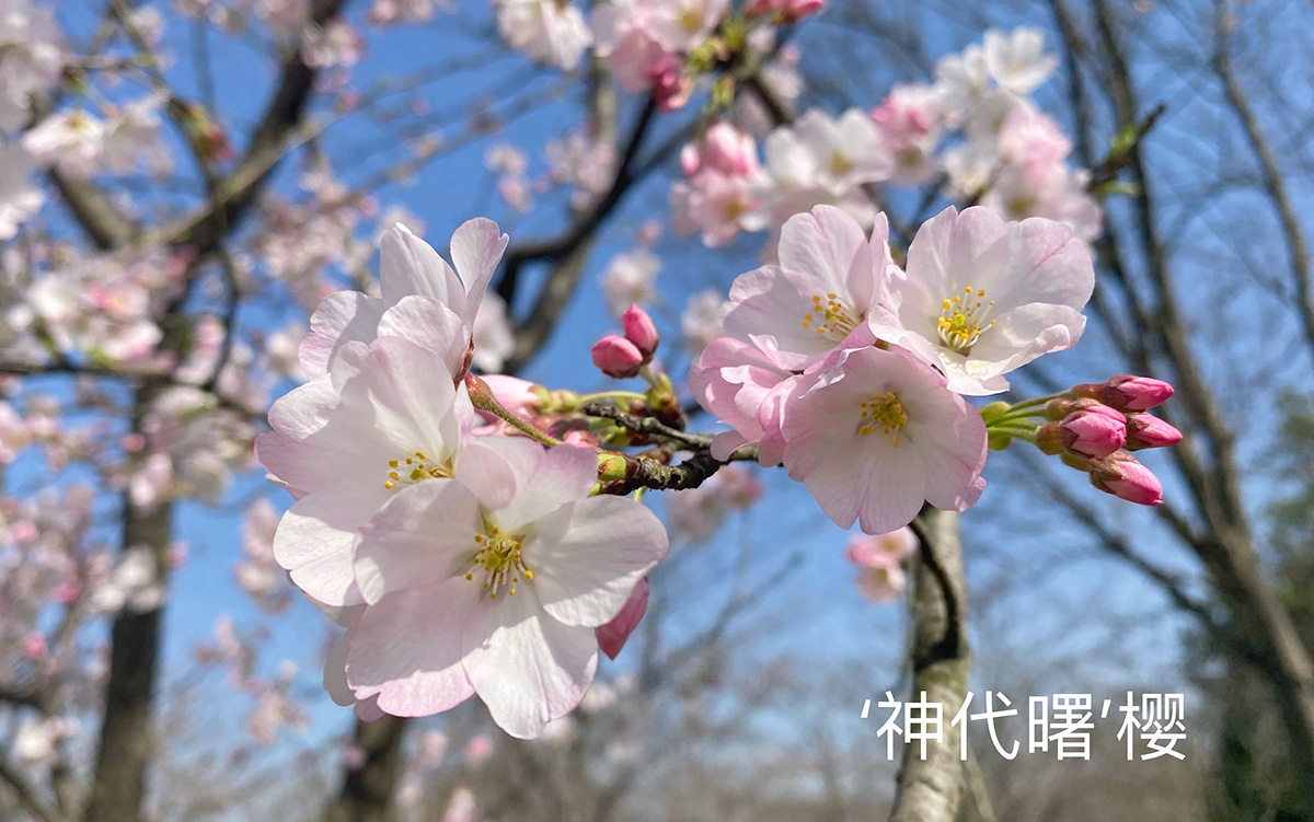 神代曙 2.jpg