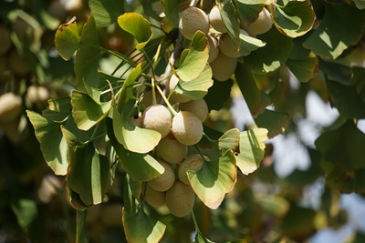 银杏（种子） (1).jpg