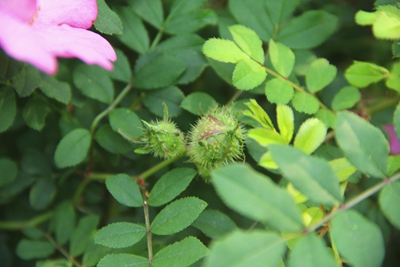 单瓣缫丝花 (1).jpg
