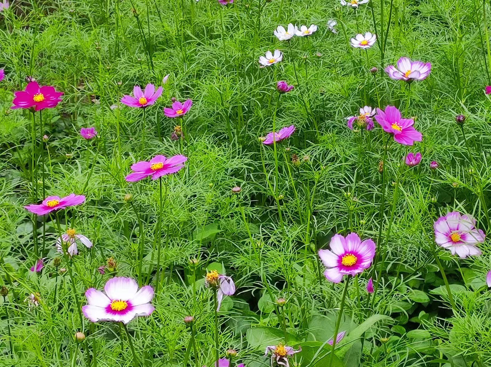 波斯菊3.jpg