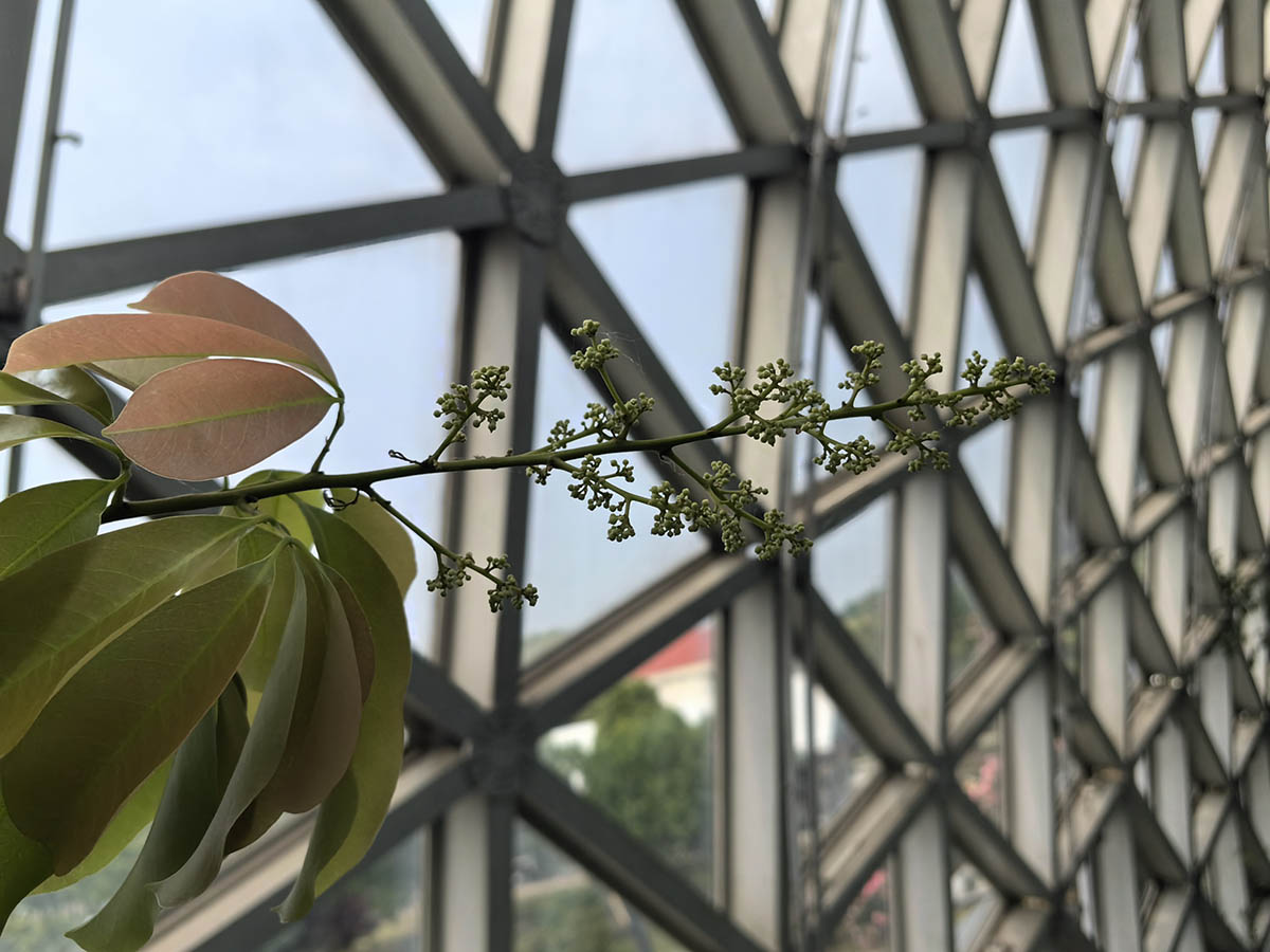 荔枝花2.jpg