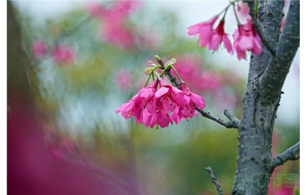 琉球绯寒樱 (2).jpg 琉球绯寒樱 (2).jpg