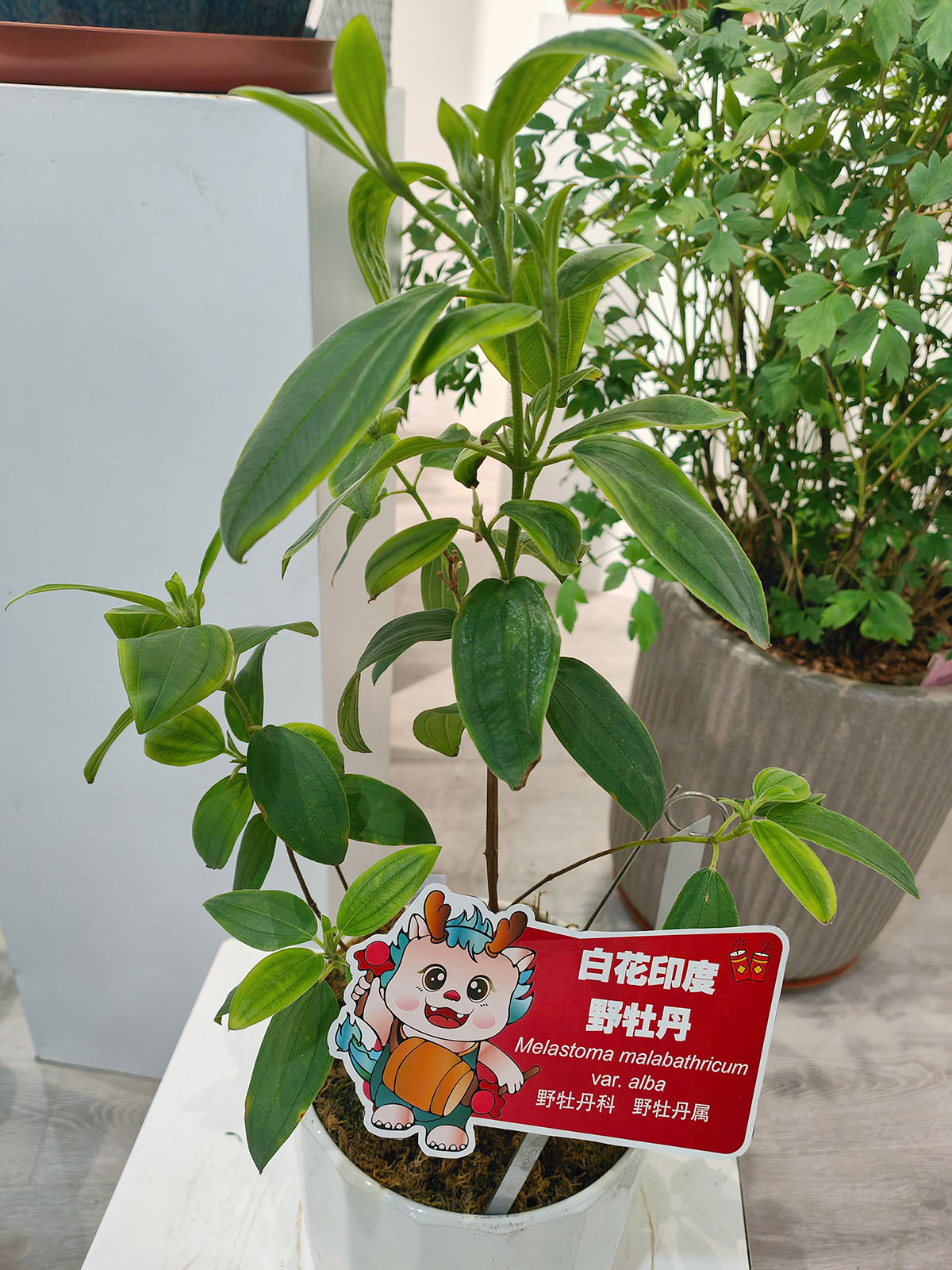 4、白花印度野牡丹.jpg