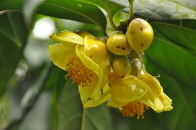 金花茶.jpg 金花茶.jpg