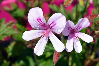 2玫瑰天竺葵--牦牛儿苗科天竺葵属   (4).jpg