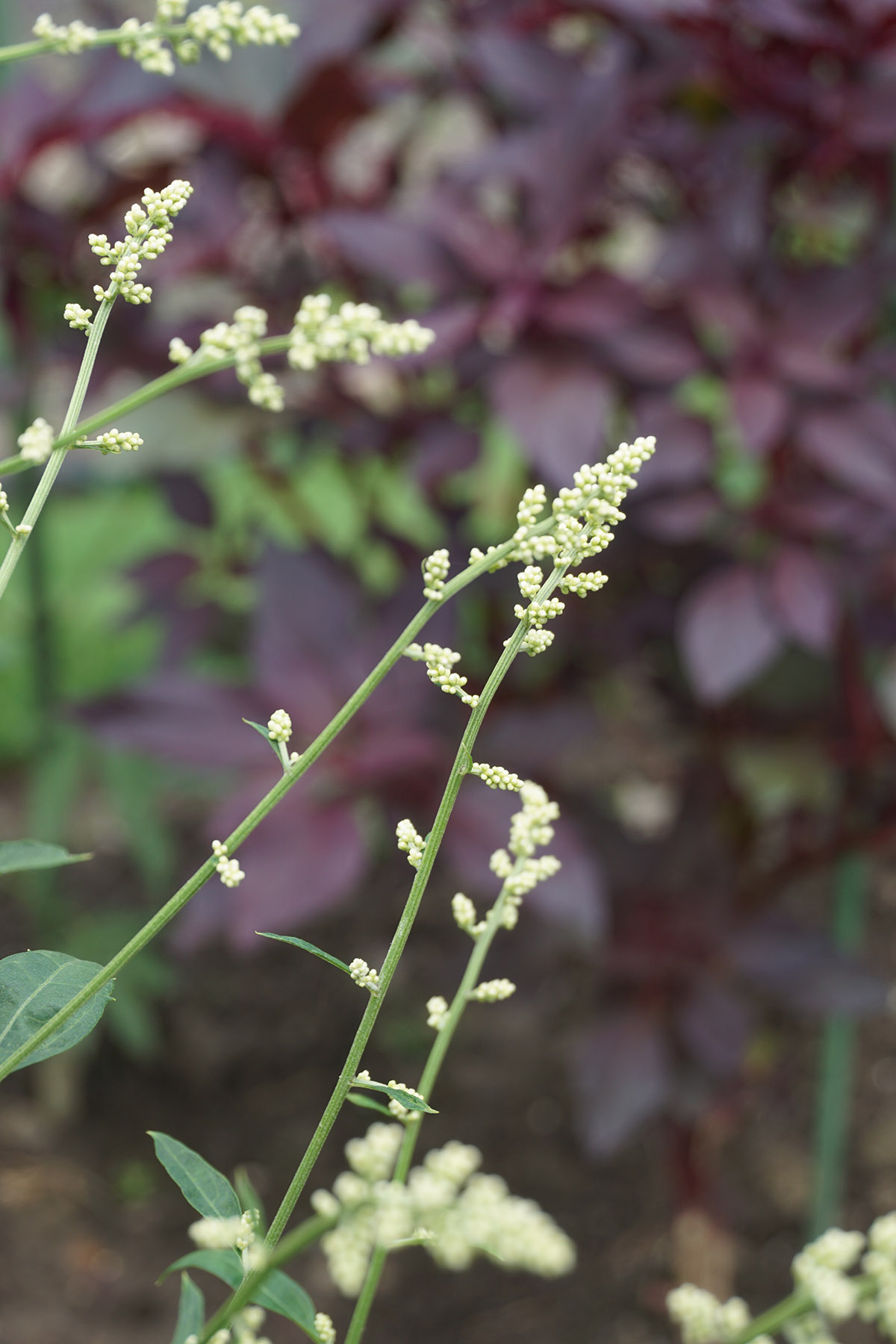 六月霜花點點 辰山植物園城市菜園新增茶飲品種植物入花期