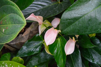 桃色茉莉 (3).jpg