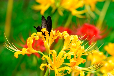 彼岸花2.jpg 彼岸花2.jpg