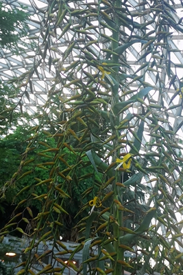 2香花丝瓣凤梨--凤梨科丝瓣凤梨属Alcantarea odorata (1).jpg