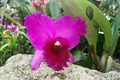 卡特兰红桃rlc. vigour peach