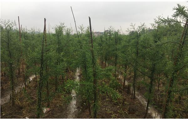 上海市林业总站赴群英基地指导东方杉苗木标准化示范培育_要闻动态_上海市绿化和市容管理局