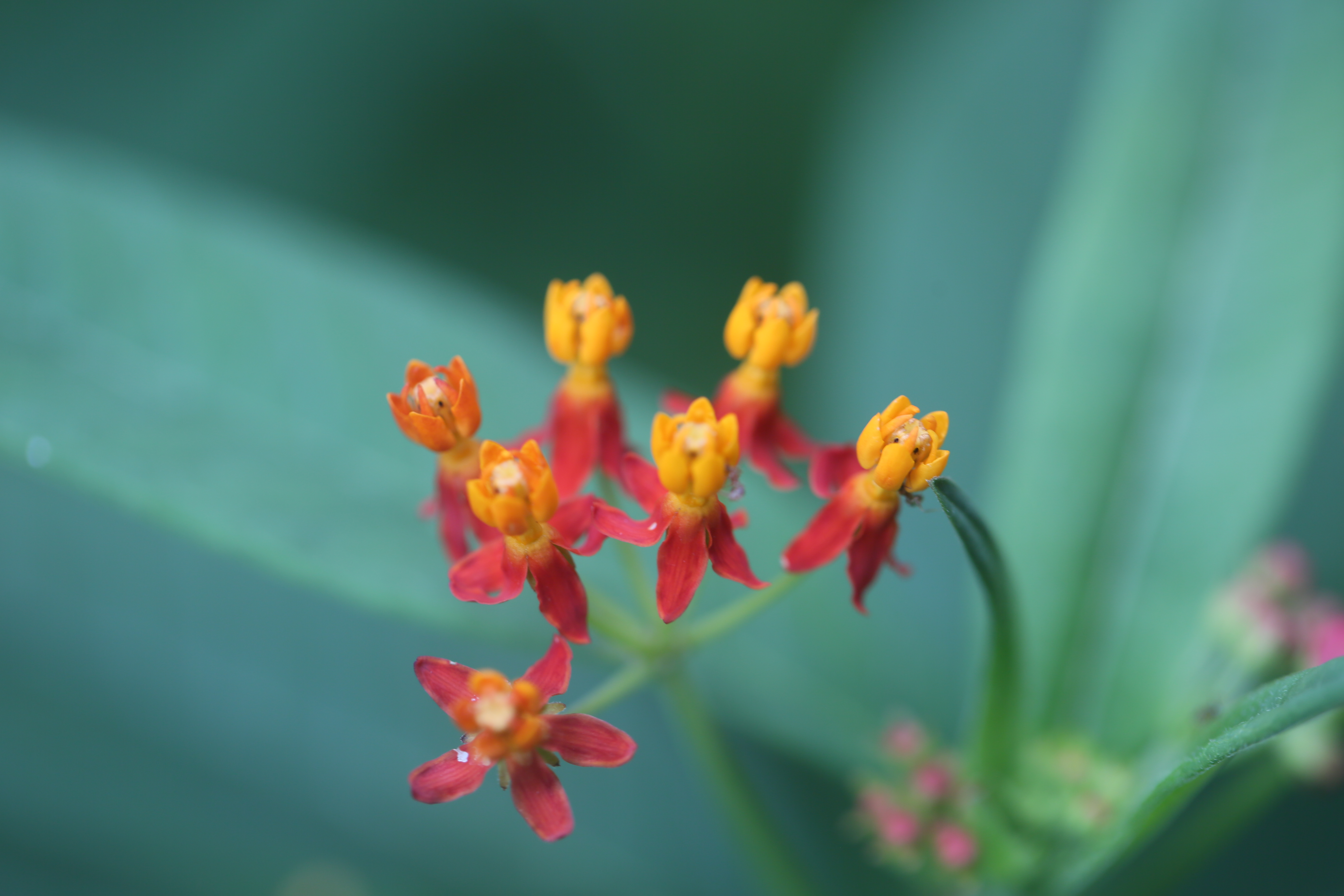 "马利筋花映新妆,尽显芳菲色红黄.