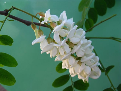槐花3.jpg