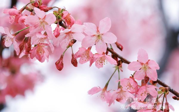 3__飞寒_钟花樱.jpg