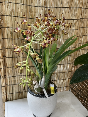 【奇花异卉】极度濒危的角茎巨兰