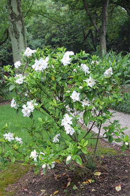 梔子拉丁學名:gardenia jasminoides別名:水橫枝,黃梔子,越桃,木丹科