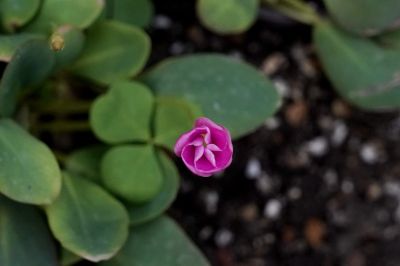 2诺氏酢浆草nortieri (10).jpg 2诺氏酢浆草nortieri (10).jpg